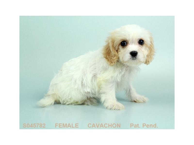 Cavachon-DOG-Female-WH:CR MKGS-2155444-My Next Puppy