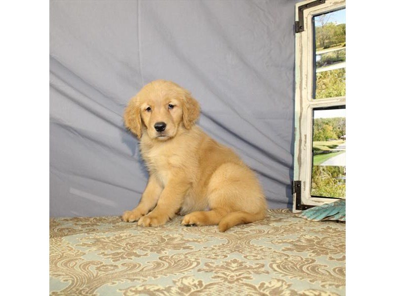 Golden Retriever-DOG-Female-Dark Golden-2156658-My Next Puppy