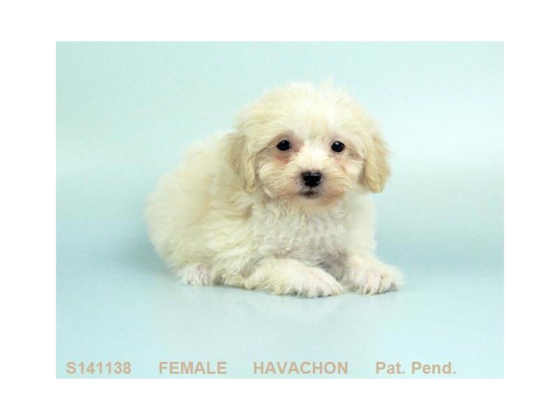 Havachon-DOG-Female-CR-2160936-My Next Puppy