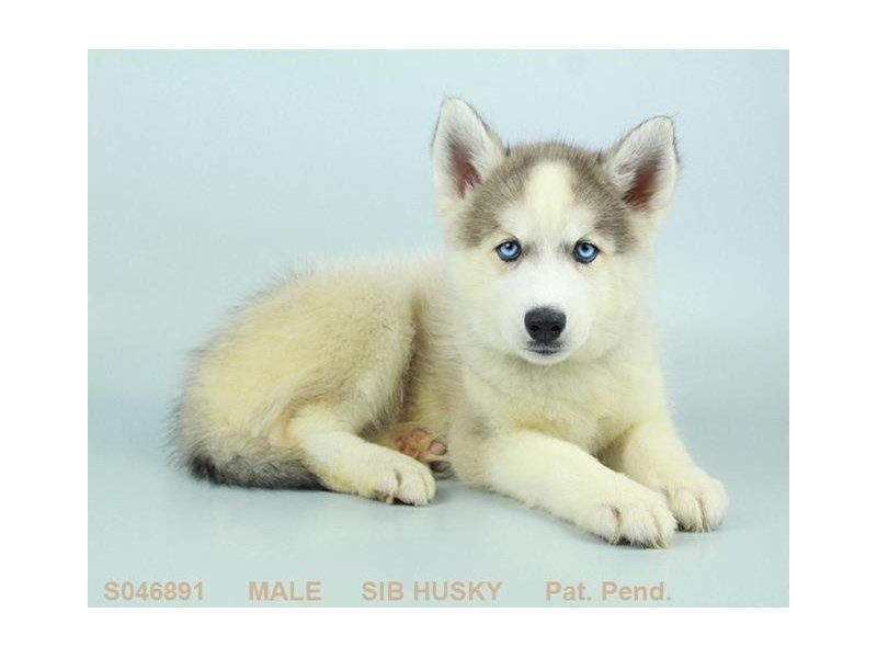 Siberian Husky-DOG-Male-AGT & WH-2160940-My Next Puppy