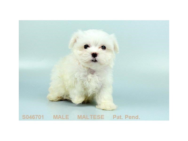 Maltese-DOG-Male-WH:BLK PTS-2160942-My Next Puppy