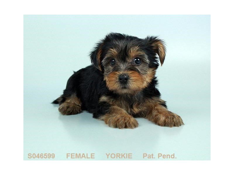 Yorkshire Terrier-DOG-Female-BLK & TN-2160947-My Next Puppy