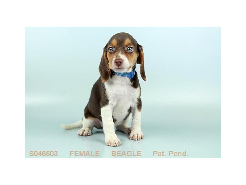 Beagle-DOG-Female-BR WH & TN-2160949-My Next Puppy
