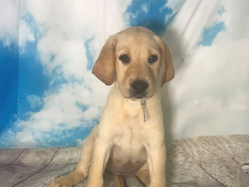 Labrador Retriever-DOG-Female-Yellow-2163452-My Next Puppy