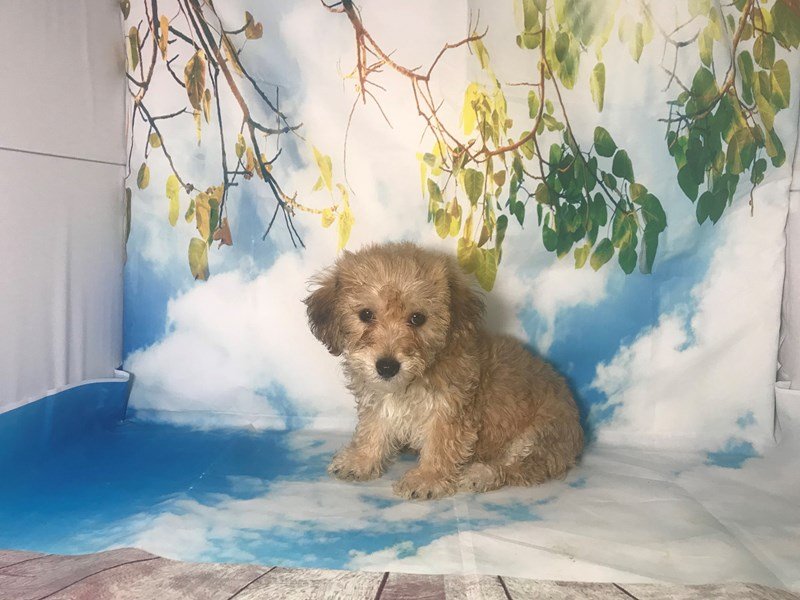 Shichon-DOG-Male-Sable-2163390-My Next Puppy