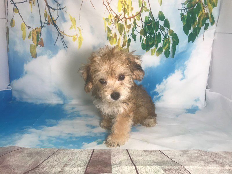 Shichon-DOG-Female-Sable-2163397-My Next Puppy