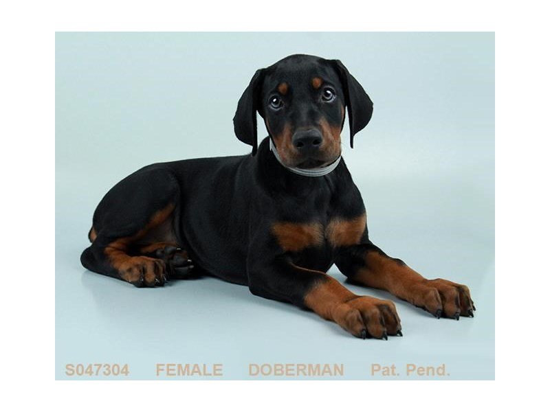 Doberman Pinscher-DOG-Female-BLK & RST-2165623-My Next Puppy