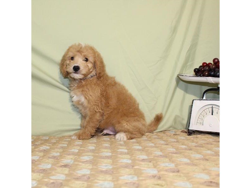 Goldendoodle Mini-DOG-Male-Red-2166229-My Next Puppy