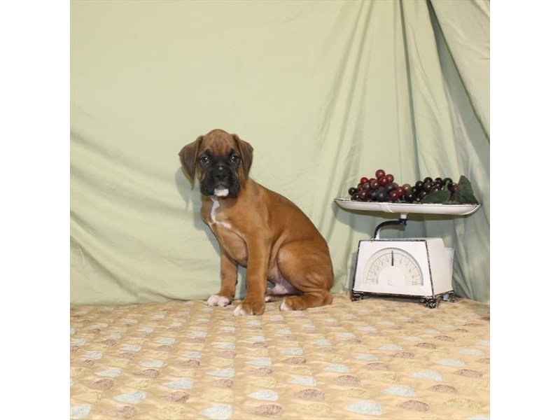Boxer-DOG-Male-Fawn-2166231-My Next Puppy