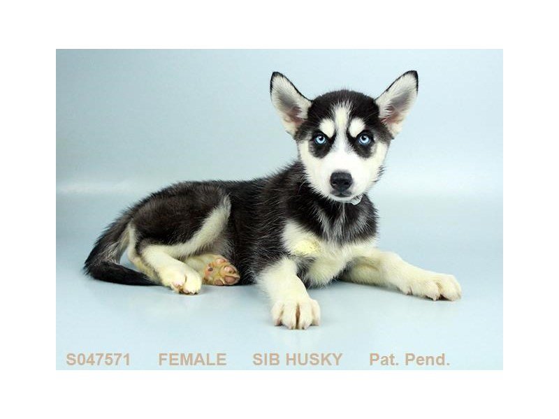 Siberian Husky-DOG-Female-BLK & WH-2170625-My Next Puppy