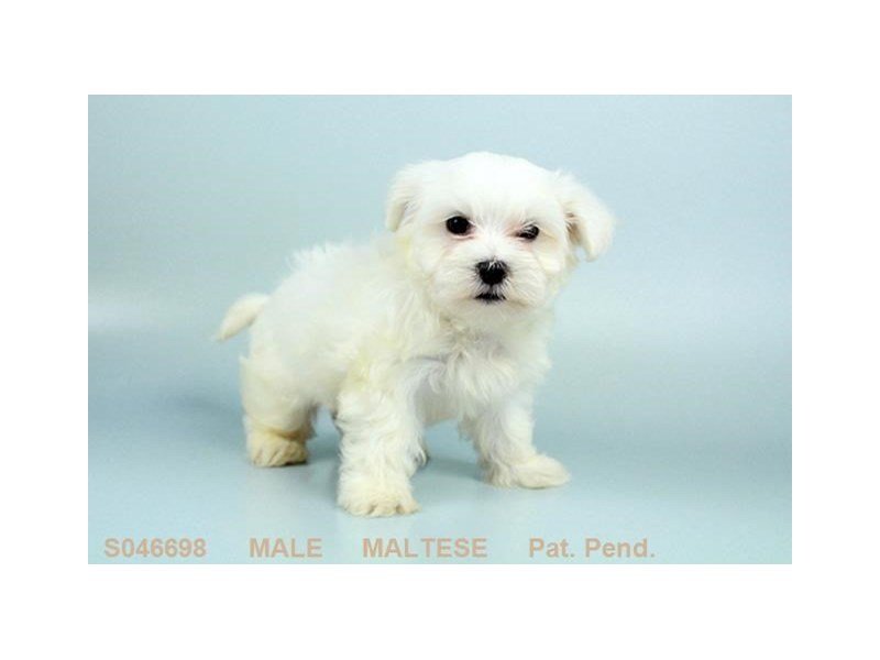 Maltese-DOG-Male-WH:BLK PTS-2170633-My Next Puppy