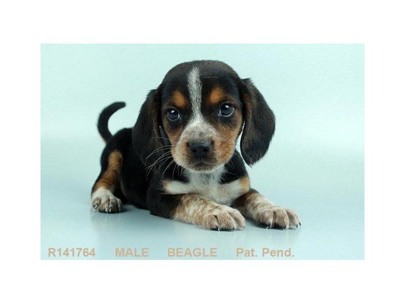 Beagle-DOG-Male--2173892-My Next Puppy