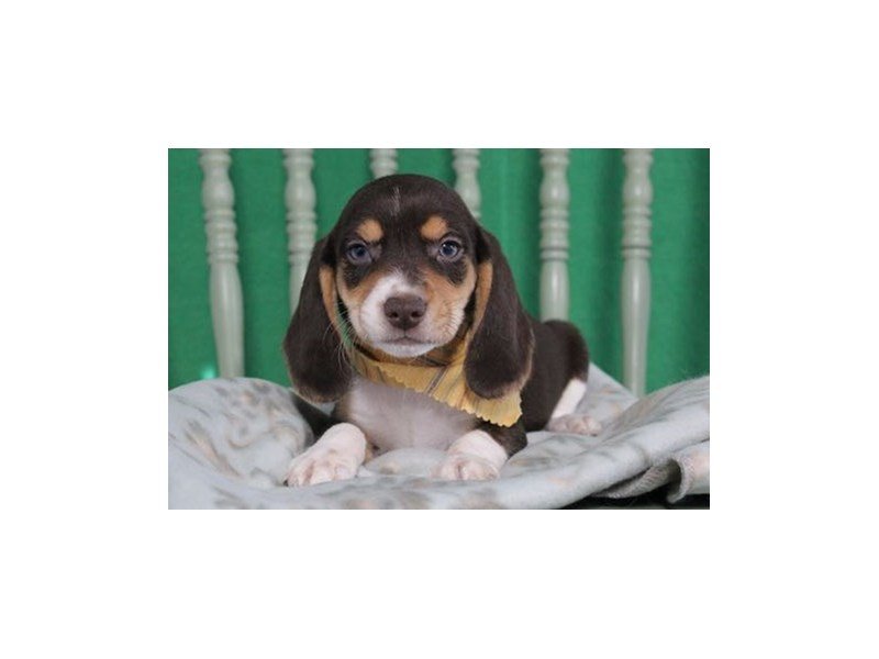 Beagle-DOG-Female--2173919-My Next Puppy