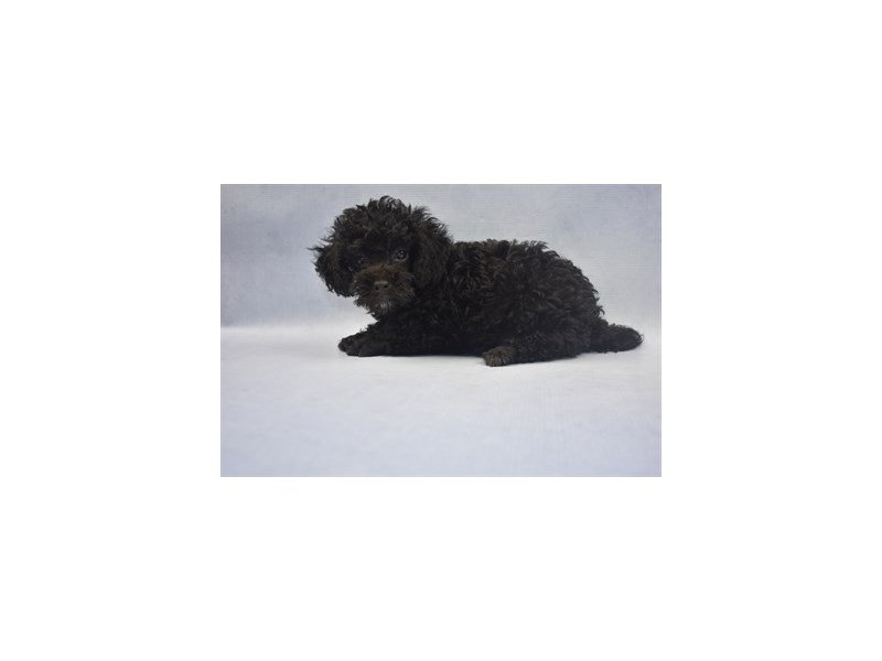 Miniature Poodle-DOG-Male-BLACK-2173865-My Next Puppy
