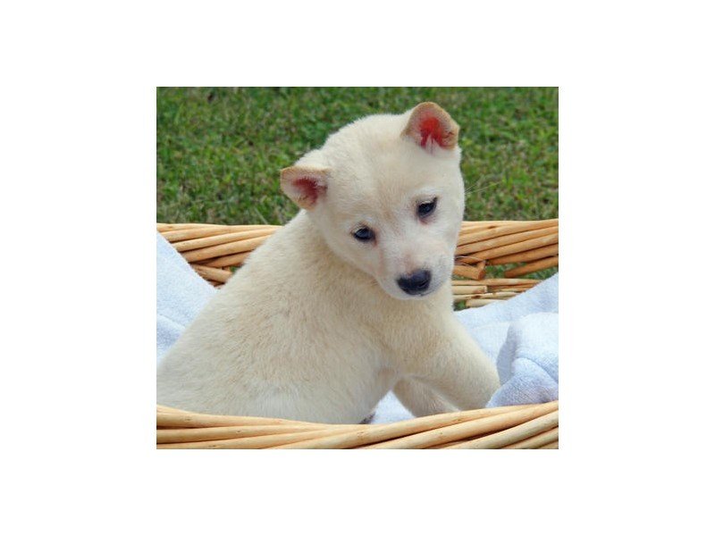 Shiba Inu-DOG-Male-White-2173818-My Next Puppy