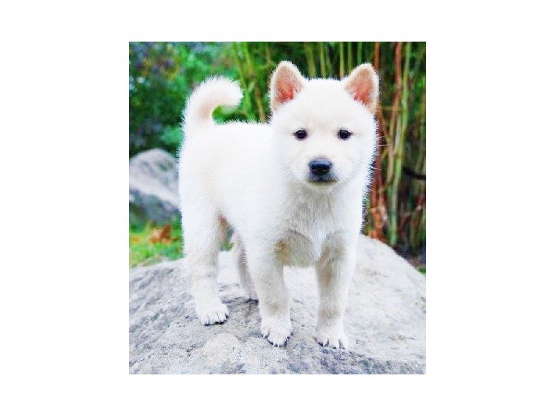 Shiba Inu-DOG-Female-CR-2173800-My Next Puppy
