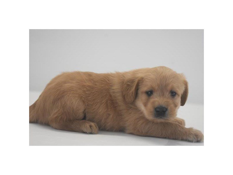 Miniature Labradoodle-DOG-Male-Red-2173496-My Next Puppy