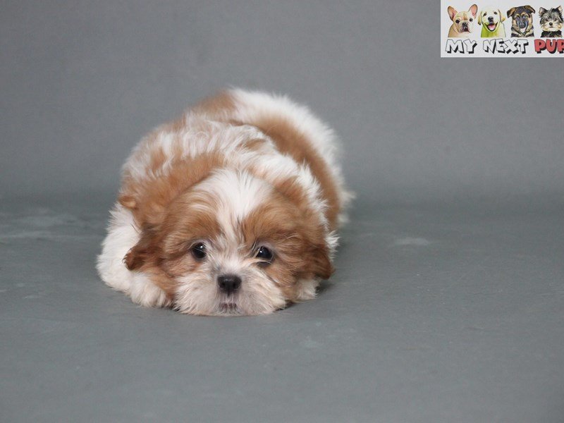 Shih Tzu-DOG-Female-Gold & White-2178771-My Next Puppy