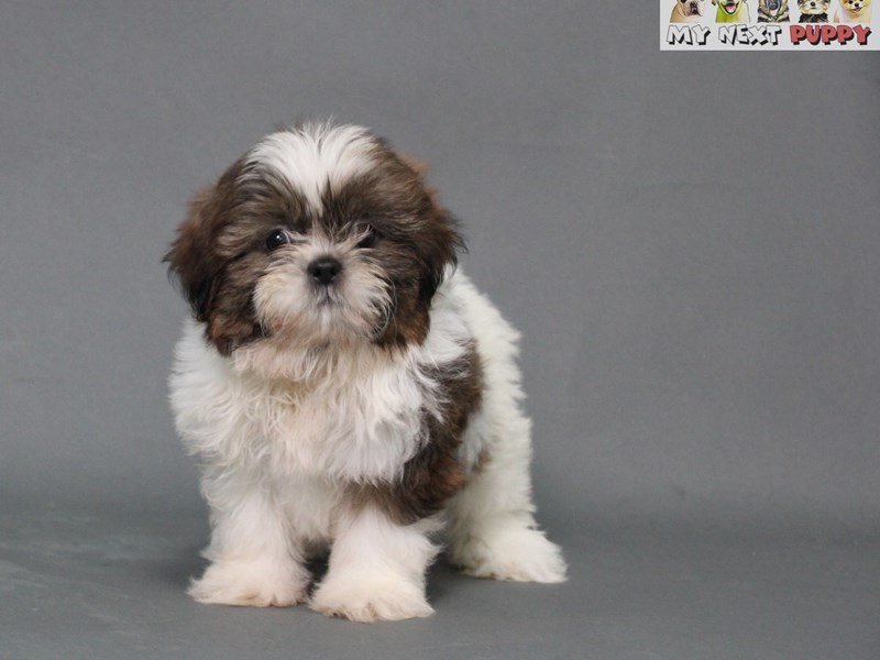 Shih Tzu-DOG-Male-Sable & White-2178763-My Next Puppy