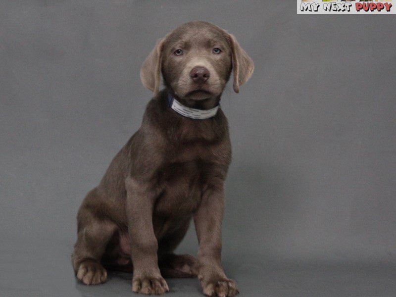 Labrador Retriever-DOG-Male-Silver-2178679-My Next Puppy