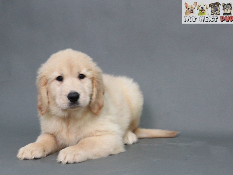 Golden Retriever-DOG-Female-Golden-2178143-My Next Puppy