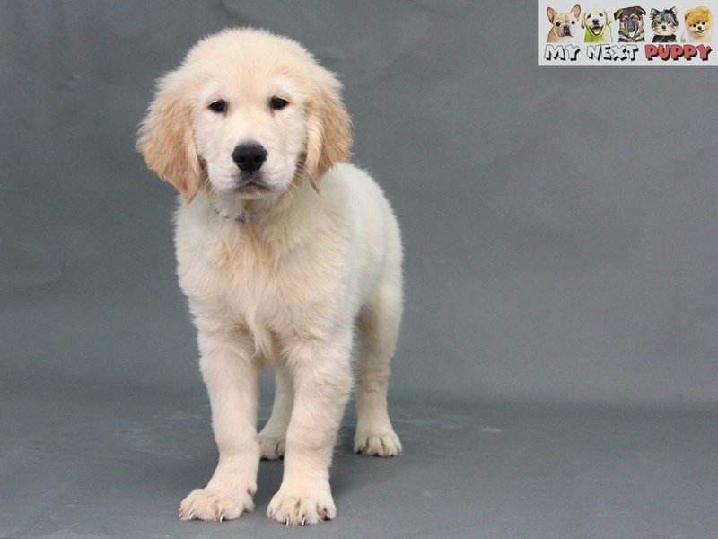 Golden Retriever-DOG-Male-Golden-2178140-My Next Puppy