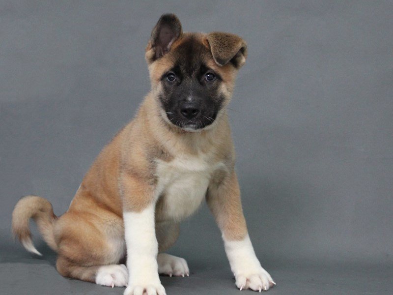 Akita-DOG-Male-White-Tan-2178134-My Next Puppy