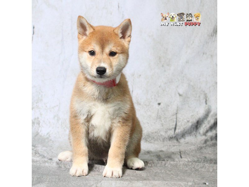 Shiba Inu-DOG-Male-Red & White-2183157-My Next Puppy