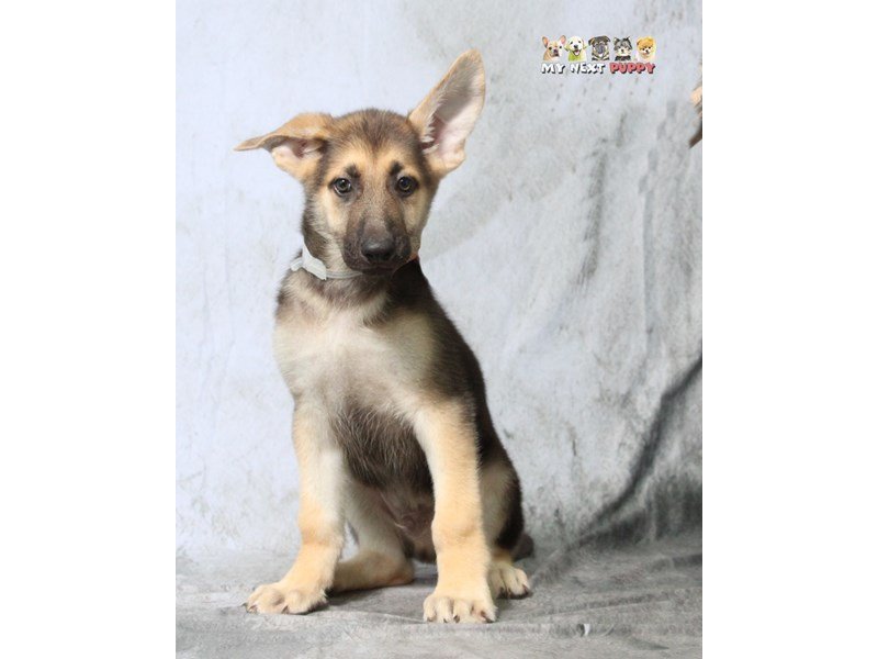 German Shepherd-DOG-Male-Black-Tan-2183129-My Next Puppy