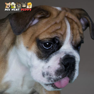 English bulldog