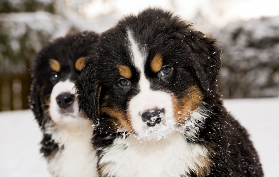 bernese-mountain-dog-puppies.jpg