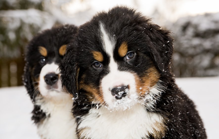 bernese mountain dog puppies for sale kennel club