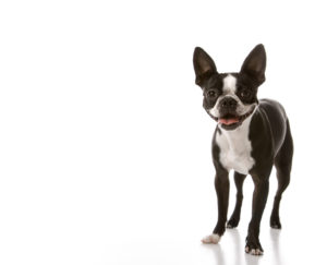 Boston Terrier