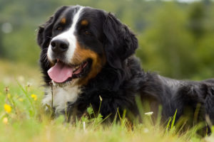 bernese berghond info