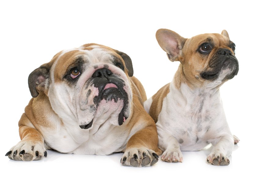 What Is The Difference Between An English Bulldog And A French Bulldog