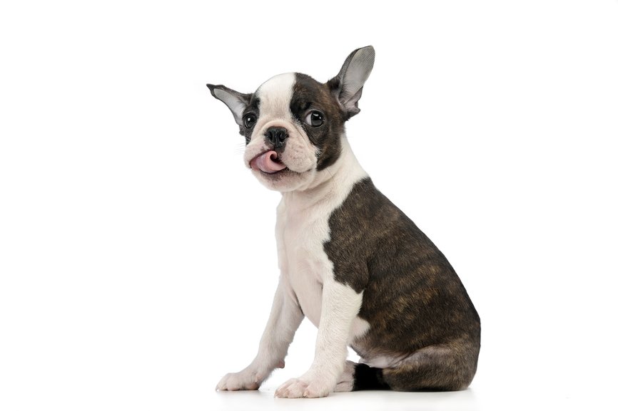 are boston terriers really playful