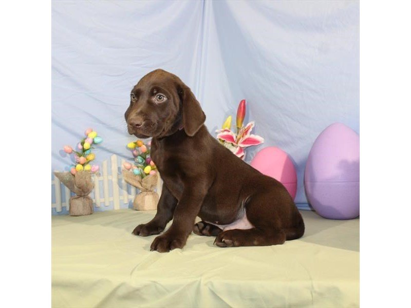 Labrador Retriever-DOG-Male-Chocolate-2138021-My Next Puppy