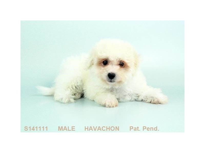 Havachon-DOG-Male-WH-2160938-My Next Puppy