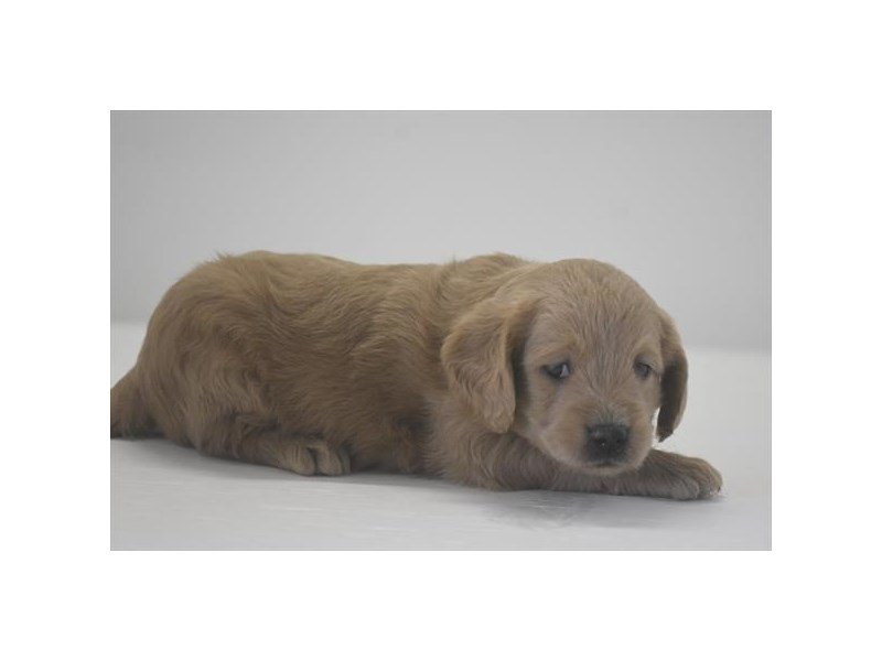 Miniature Labradoodle-DOG-Female-Red-2173494-My Next Puppy