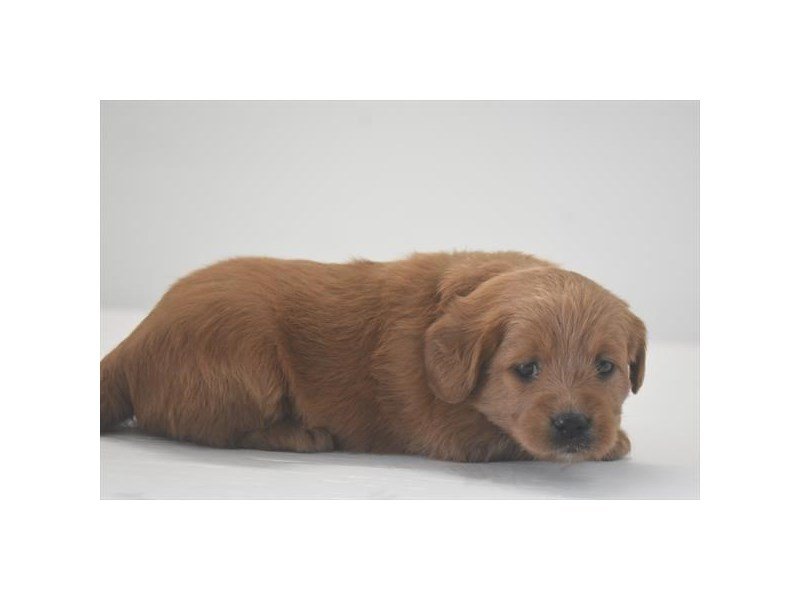 Miniature Labradoodle-DOG-Male-Red-2173491-My Next Puppy