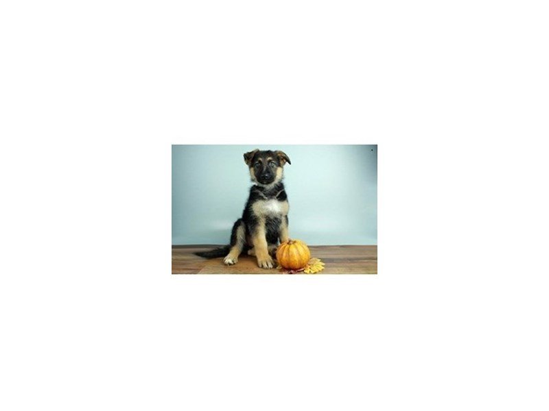German Shepherd-DOG-Male-Black-Tan-2173408-My Next Puppy