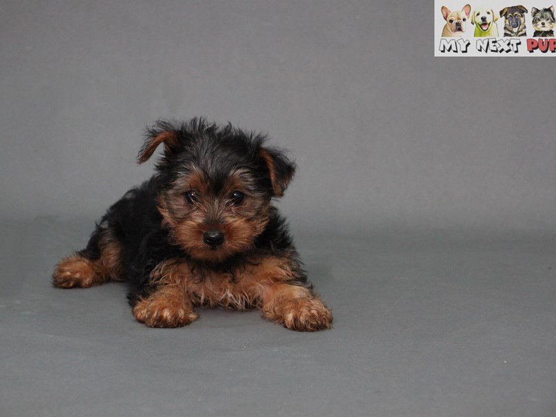Yorkshire Terrier-DOG-Female-Black-Tan-2178716-My Next Puppy