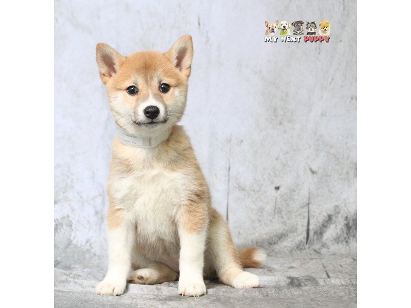 Shiba Inu-DOG-Female-Red & White-2183165-My Next Puppy