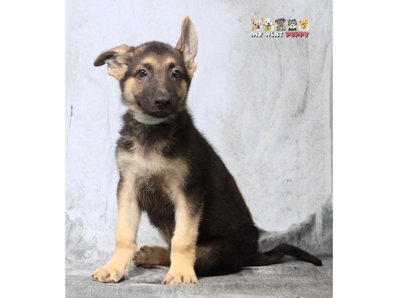 German Shepherd-DOG-Male-Black-Tan-2183150-My Next Puppy