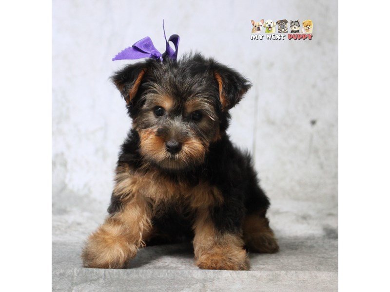 Yorkshire Terrier-DOG-Female-BLK & TN-2180609-My Next Puppy