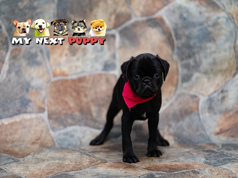 Pug-DOG-Male-Black-2192953-My Next Puppy