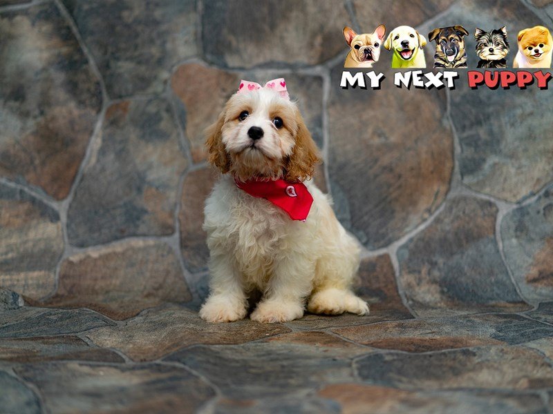Cavachon-DOG-Male-White & Tan-2192837-My Next Puppy