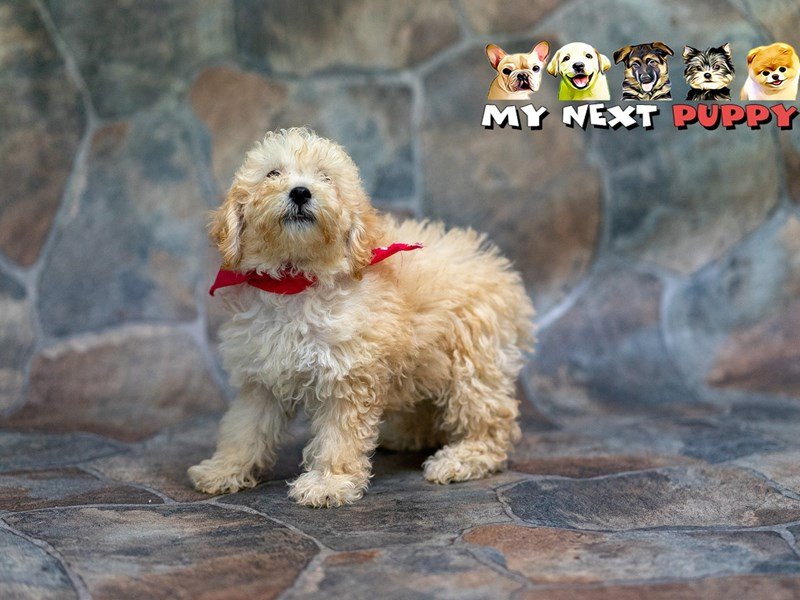 Cavachon-DOG-Female-Tan-2192834-My Next Puppy