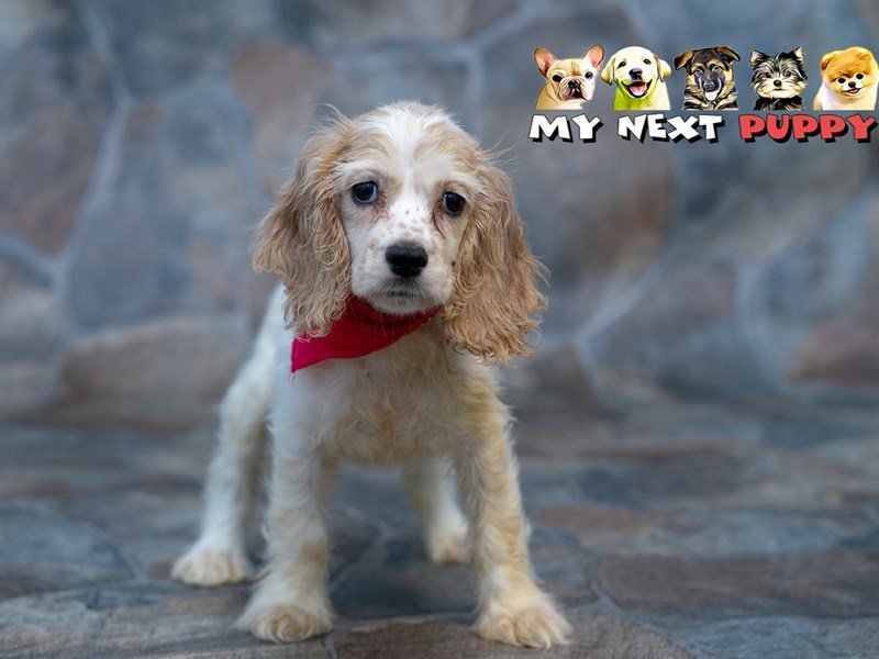 Cocker Spaniel-DOG-Female-Golden-2192917-My Next Puppy