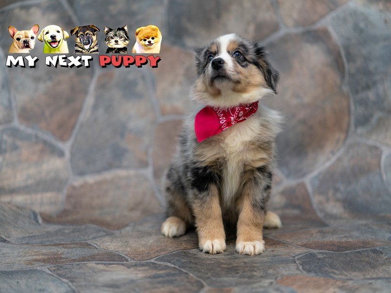 Miniature Australian Shepherd-DOG-Male--2192946-My Next Puppy